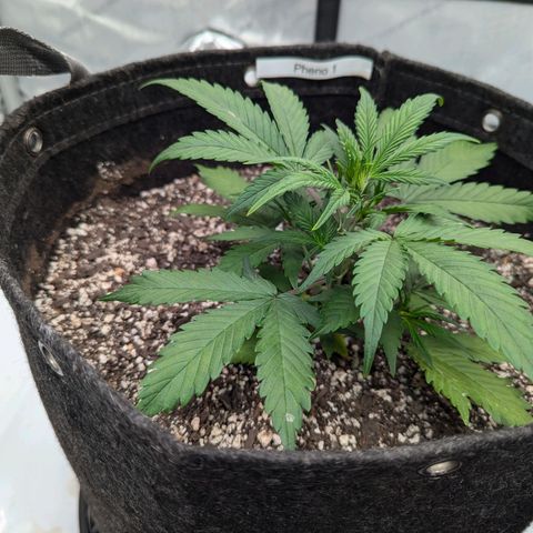 Strawberry Banana 1 Auto growlog timeline photo