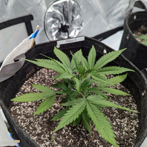 Strawberry Banana 1 Auto growlog timeline photo