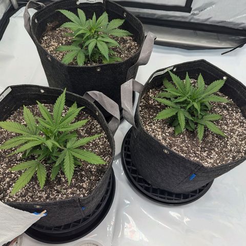 Strawberry Banana 1 Auto growlog timeline photo