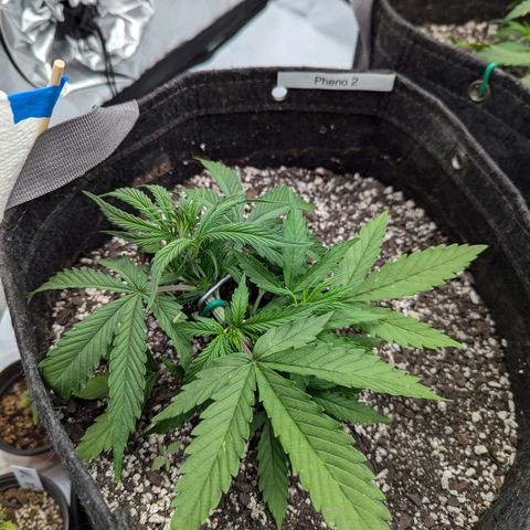 Strawberry Banana 1 Auto growlog photo: Spot on leaves is possible splash from watering then burn. 