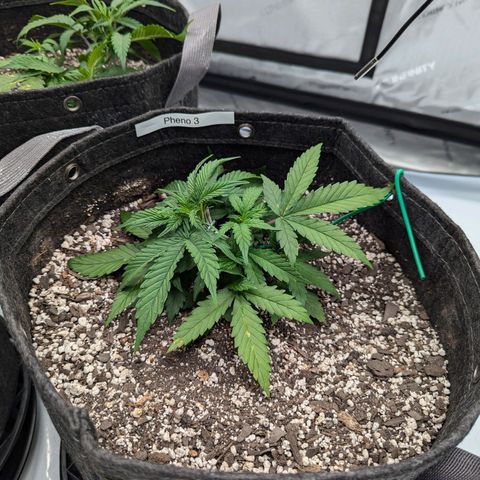 Strawberry Banana 1 Auto growlog photo: Spot on leaves is possible splash from watering then burn. 