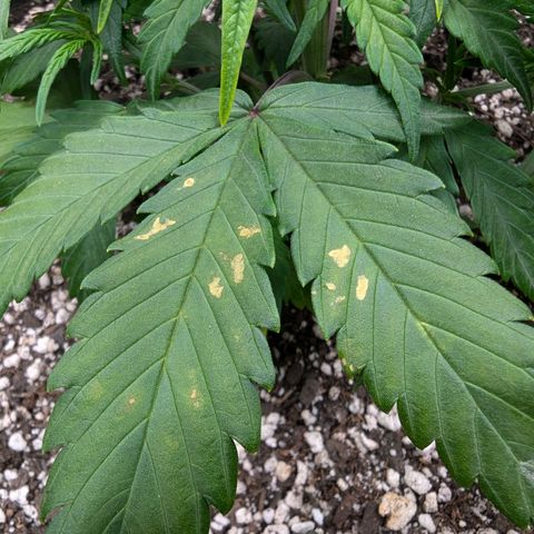 Strawberry Banana 1 Auto growlog photo: Spot on leaves is possible splash from watering then burn. 