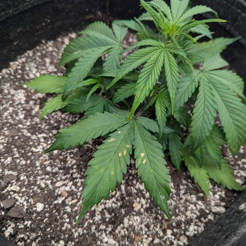 Strawberry Banana 1 Auto growlog photo: Spot on leaves is possible splash from watering then burn. 