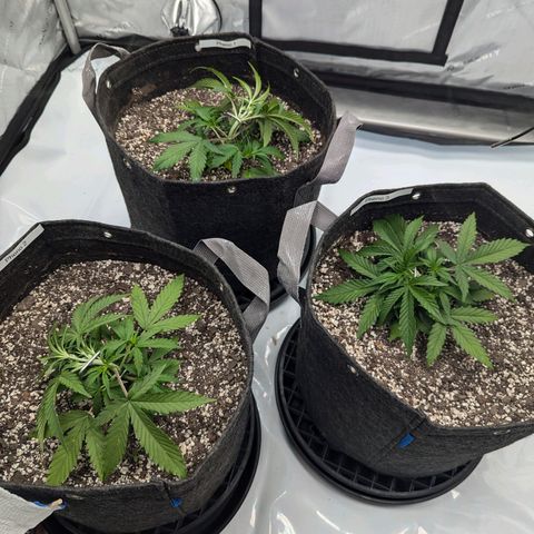 Strawberry Banana 1 Auto growlog photo: Spot on leaves is possible splash from watering then burn. 
