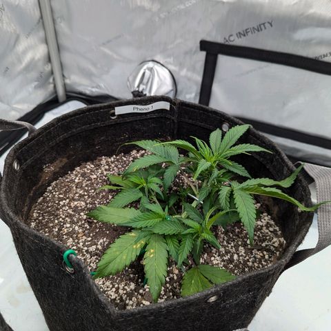 Strawberry Banana 1 Auto growlog photo: Spot on leaves is possible splash from watering then burn. 