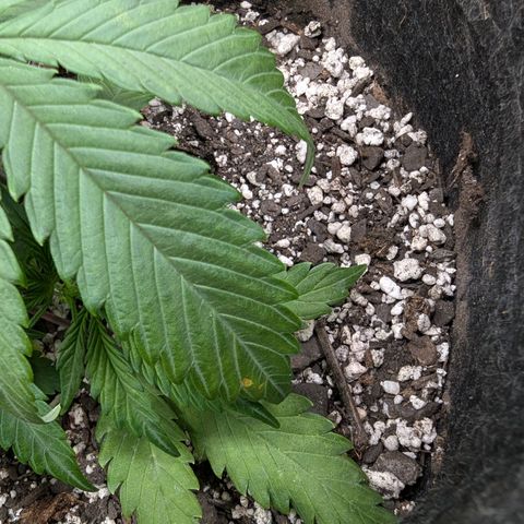 Strawberry Banana 1 Auto growlog photo: Spot on leaves is possible splash from watering then burn. 