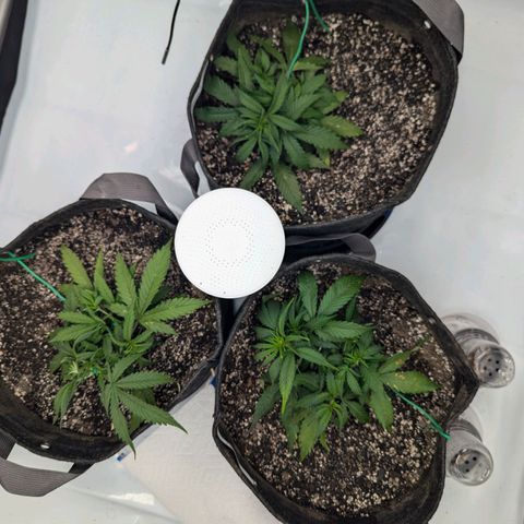 Strawberry Banana 1 Auto growlog photo: After top dress and water 