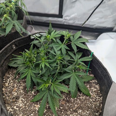 Strawberry Banana 1 Auto growlog timeline photo