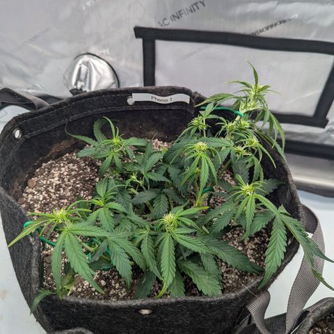 Strawberry Banana 1 Auto growlog timeline photo