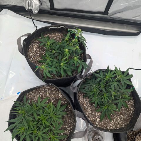 Strawberry Banana 1 Auto growlog timeline photo