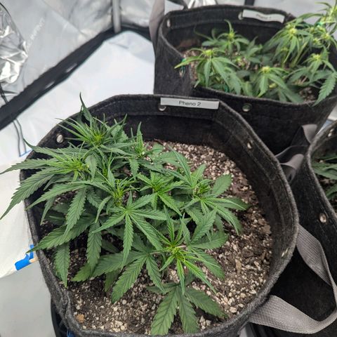 Strawberry Banana 1 Auto growlog timeline photo