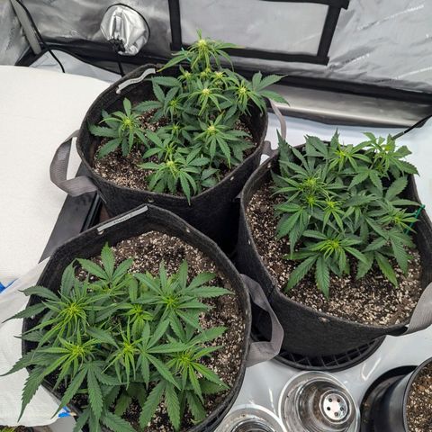 Strawberry Banana 1 Auto growlog timeline photo
