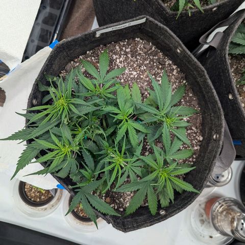 Strawberry Banana 1 Auto growlog timeline photo