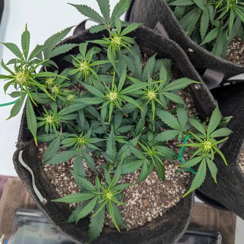 Strawberry Banana 1 Auto growlog timeline photo