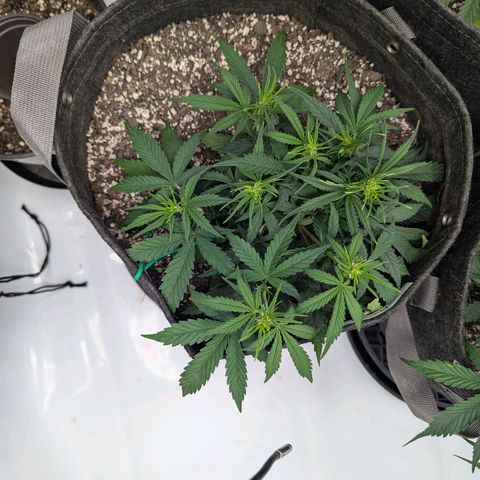 Strawberry Banana 1 Auto growlog timeline photo