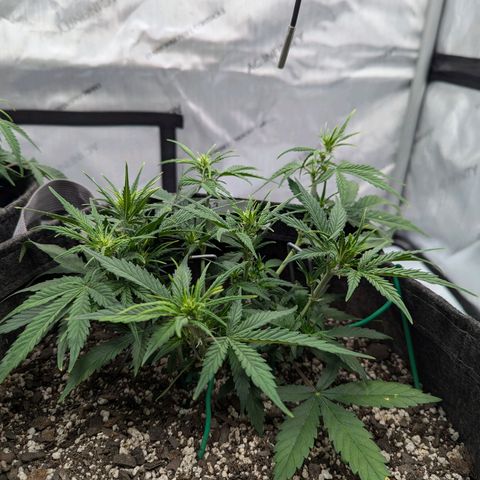 Strawberry Banana 1 Auto growlog timeline photo