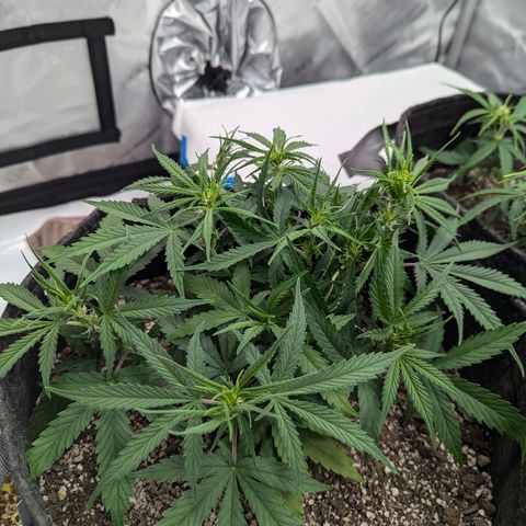 Strawberry Banana 1 Auto growlog timeline photo