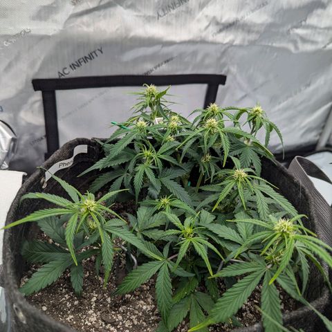 Strawberry Banana 1 Auto growlog timeline photo