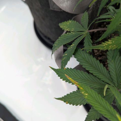 Strawberry Banana 1 Auto growlog photo: Spots on leaves so I watered with distilled water and defoliated. Possibly too much calcium 