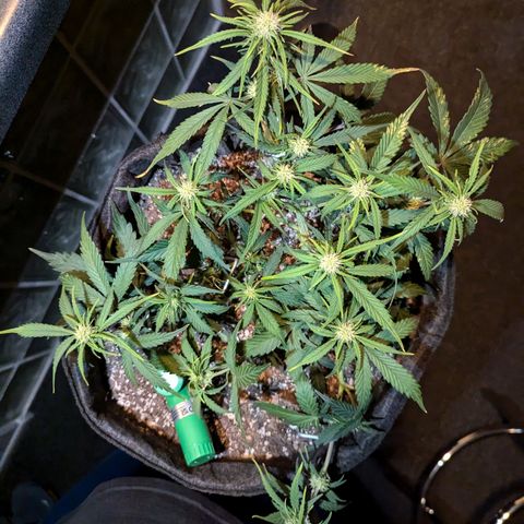 Strawberry Banana 1 Auto growlog photo: Spots on leaves so I watered with distilled water and defoliated. Possibly too much calcium 