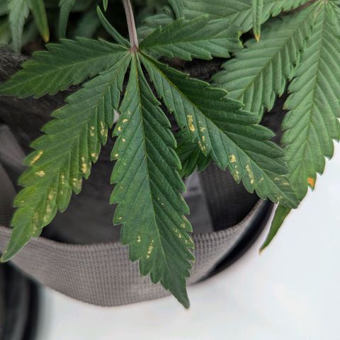Strawberry Banana 1 Auto growlog photo: Spots on leaves so I watered with distilled water and defoliated. Possibly too much calcium 