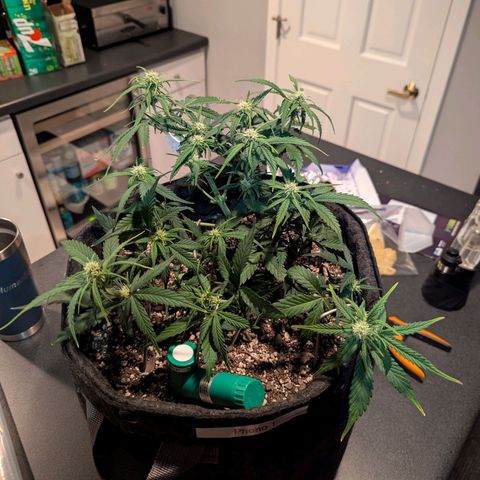 Strawberry Banana 1 Auto growlog photo: Spots on leaves so I watered with distilled water and defoliated. Possibly too much calcium 