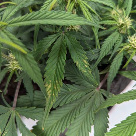 Strawberry Banana 1 Auto growlog photo: Spots on leaves so I watered with distilled water and defoliated. Possibly too much calcium 