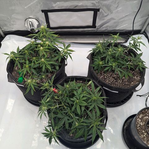 Strawberry Banana 1 Auto growlog photo: Folded down bags and lst 