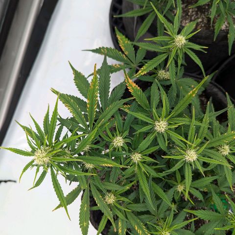 Strawberry Banana 1 Auto growlog photo: Pheno 3 leaf issues. Either lockout from pH or excess calcium perhaps 