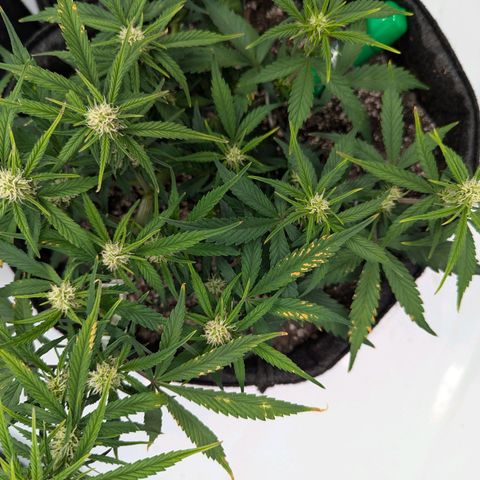 Strawberry Banana 1 Auto growlog photo: Pheno 3 leaf issues. Either lockout from pH or excess calcium perhaps 