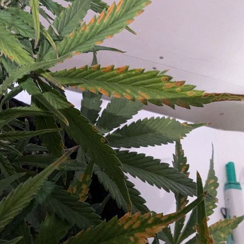 Strawberry Banana 1 Auto growlog timeline photo