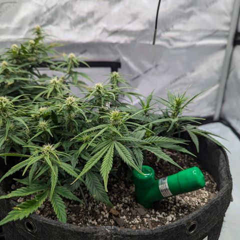 Strawberry Banana 1 Auto growlog timeline photo