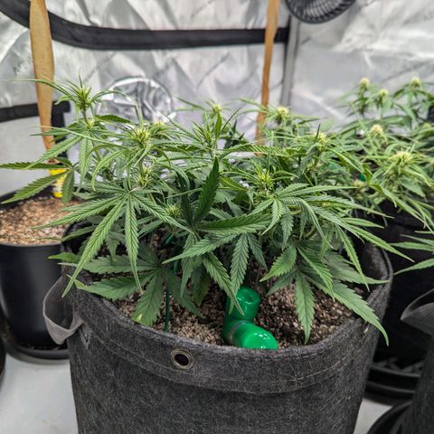 Strawberry Banana 1 Auto growlog timeline photo
