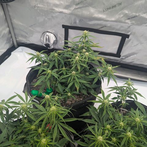 Strawberry Banana 1 Auto growlog timeline photo
