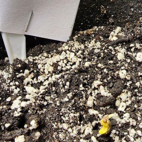 Blue Dream #1 growlog timeline photo