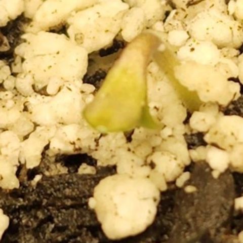 Blue Dream #3 growlog timeline photo