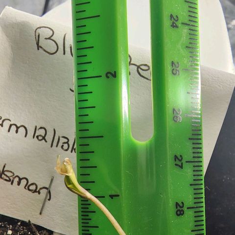 Blue Dream #2 growlog timeline photo