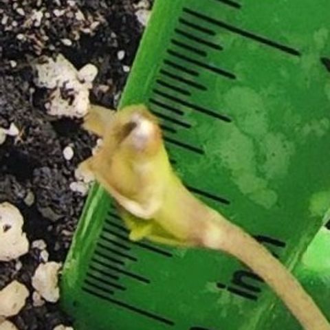 Blue Dream #2 growlog timeline photo