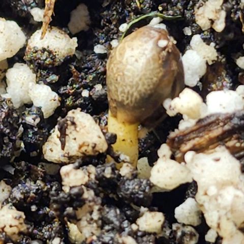 Purple Ghost Candy #2 growlog photo: Still struggling. 