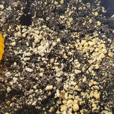 Purple Ghost Candy #2 growlog photo: Still struggling. 