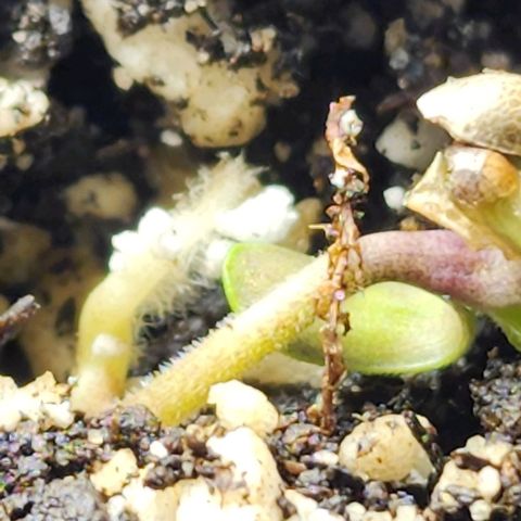 Blue Dream #1 growlog photo: Struggling, but appears happy.