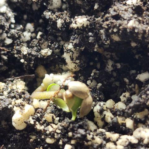 Blue Dream #1 growlog photo: Struggling, but appears happy.