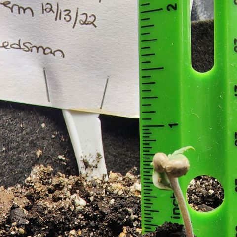 Blue Dream #1 growlog timeline photo