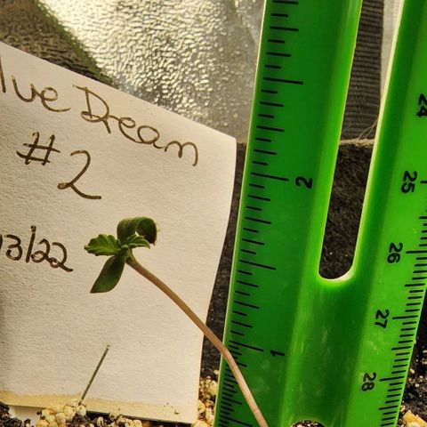 Blue Dream #2 growlog timeline photo