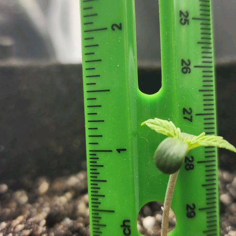 Blue Dream #3 growlog timeline photo