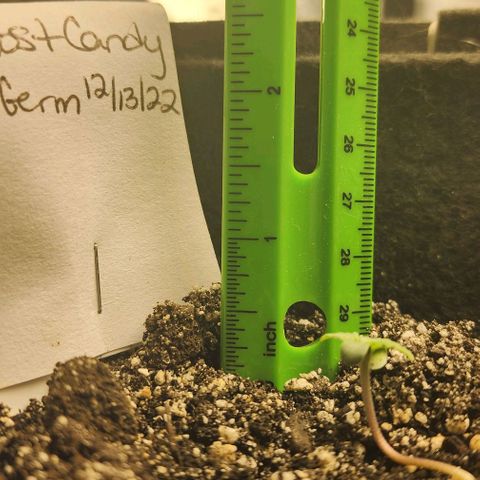 Purple Ghost Candy #2 growlog timeline photo