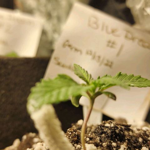 Blue Dream #1 growlog photo: It was bent and leggy. I pushed dirt up against the leg for support.