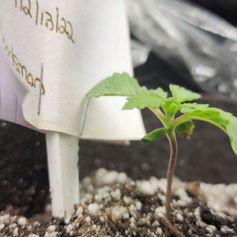 Blue Dream #2 growlog timeline photo
