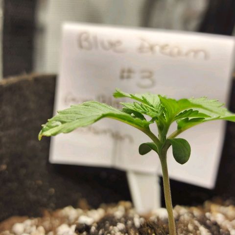 Blue Dream #3 growlog timeline photo