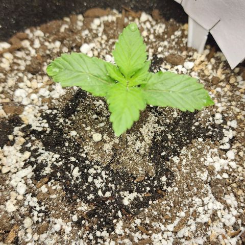 Blue Dream #3 growlog timeline photo